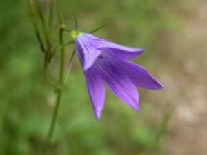 beskid wyspowy 37 (1)